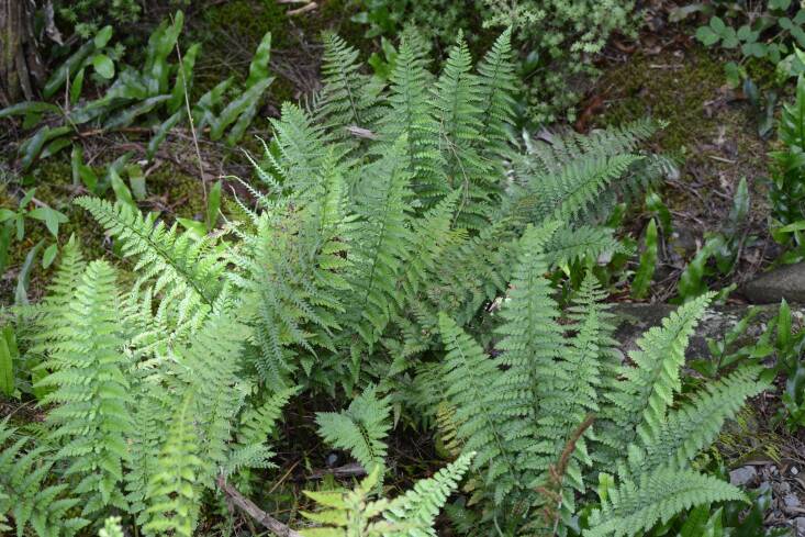 Mother fern grows up to three feet tall and three feet wide. Photograph by Jon Sullivan via Flickr.