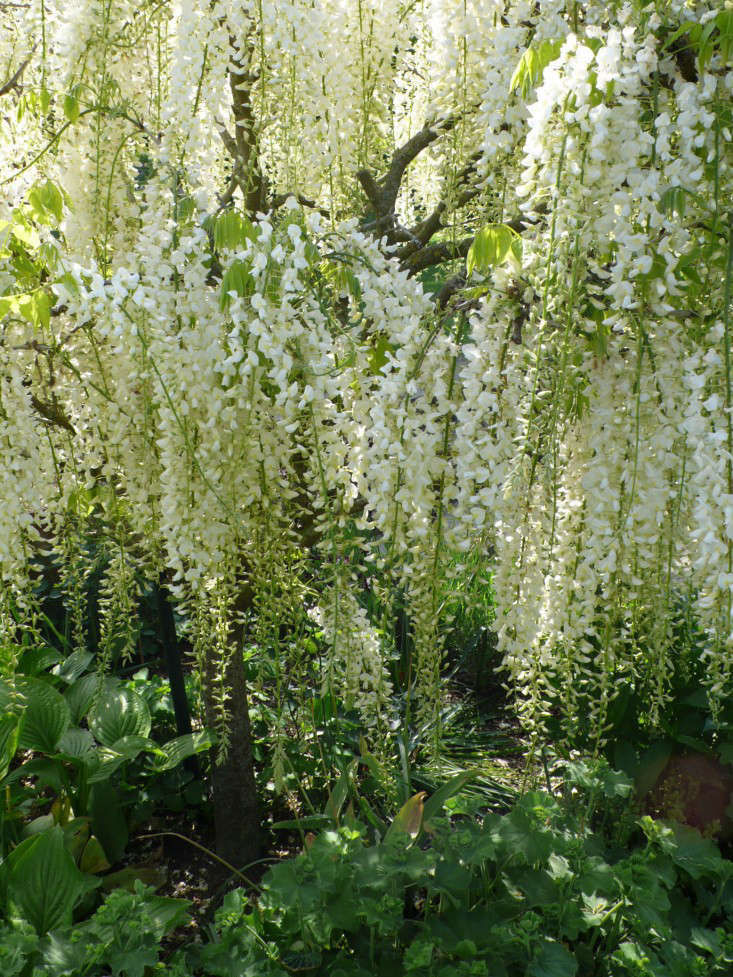 zimmerpflanze rote blätter hängend Rhipsalis Rote Koralle Hängepflanze | 25 cm
