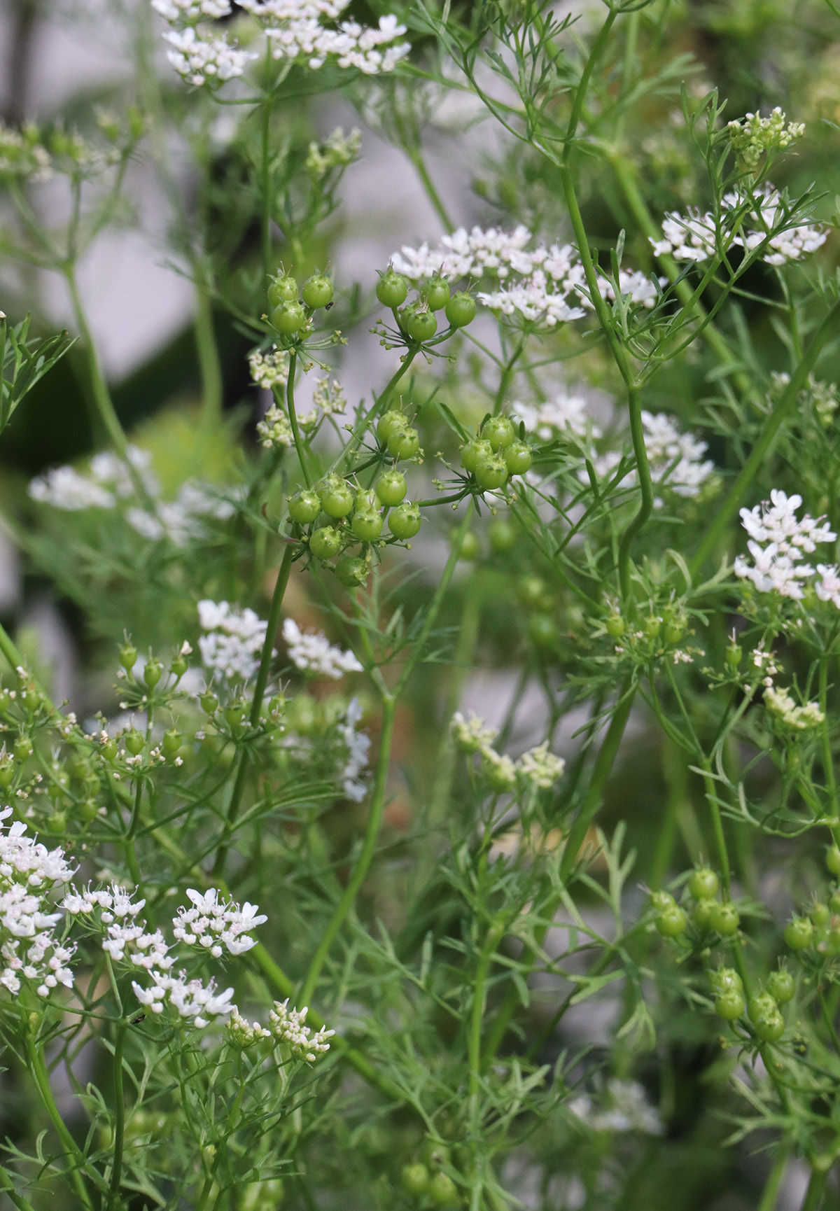 Green Coriander Seeds: How to Use Fresh Cilantro Seeds