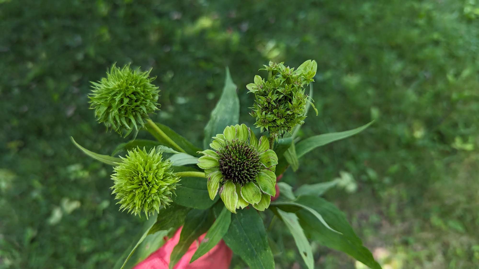 Close-up of green-colored coneflower heads showing deformed reproductive parts and irregular growth patterns