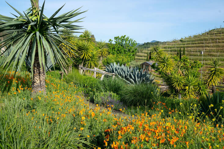 The Benziger insectary was designed by the late Allen York. Back in \1995, a large section of the vineyard was removed to make room for the insectary, which works in concert with nature and its cycles to bring balance and create a stable, healthy property. Photograph courtesy of Benziger Family Winery.