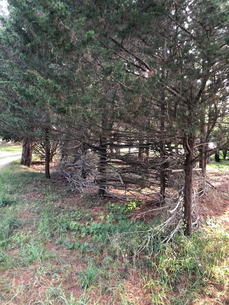 Instead of discarding the branches of non-native California privet (Ligustrum ovalifolium) she removed, von Gal wove them into the trunks of native Eastern red cedar trees (Juniperus virginiana).