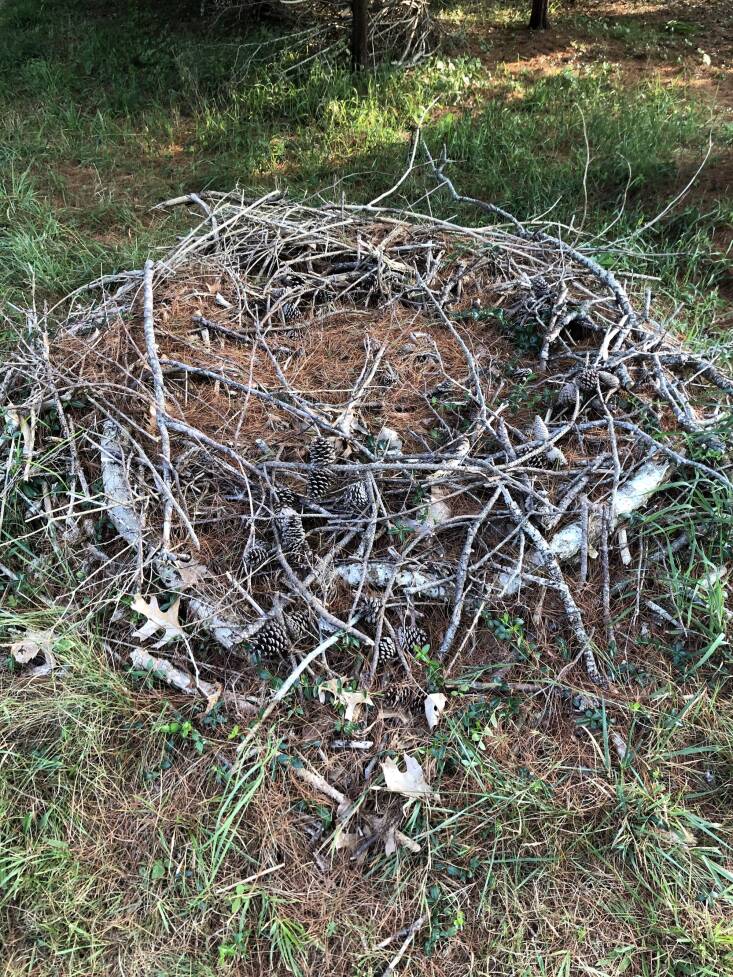 This beautiful nest of pinecones, needles, and branches will breakdown over time, feeding the soil.