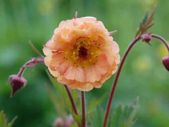 Geum Mai Tai