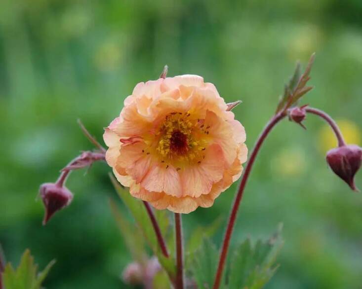 The ‘Mai Tai’ is the geum that got Johnson hooked on the flower. Photograph via Bluestone Perennials.