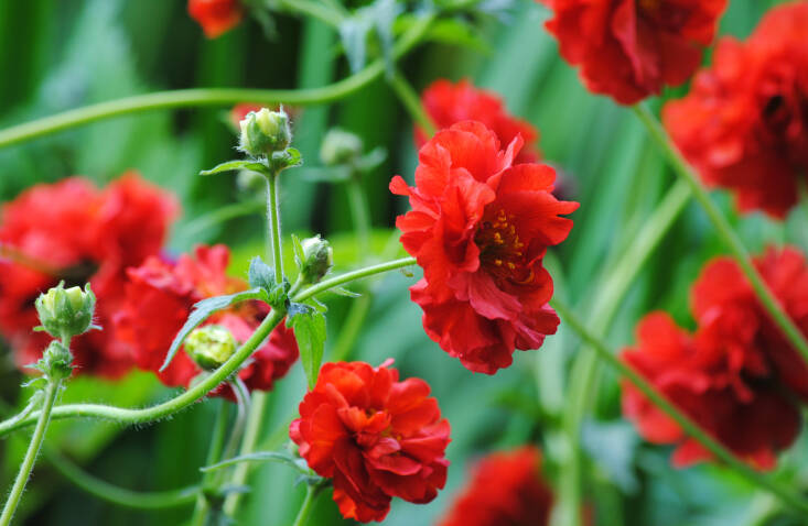 Geum &#8\2\16;Mrs. Bradshaw&#8\2\17; is among Gould&#8\2\17;s favorite geums. Photograph by Mark via Flickr.