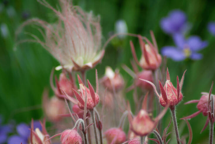 Johnson is a fan of Geum &#8\2\16;Prairie Smoke&#8\2\17;, a native North American woodland flower. Blooms start out facing downward; once pollinated, they turn upright, eventually opening up to reveal a feathery plume. Photograph by Victoria via Flickr.