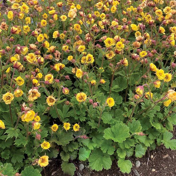 Two U.S. breeders developing lines of geum are Terra Nova Nurseries and Brent Horvath of Intrinsic Perennials. Terra Nova has the ‘Tempo’ series which consists of four colors (pictured is Geum  TEMPO™ ‘Yellow’). Horvath is responsible for the popular ‘Cocktail’ series, including the ‘Mai Tai’ and ‘Alabama Slammer.’