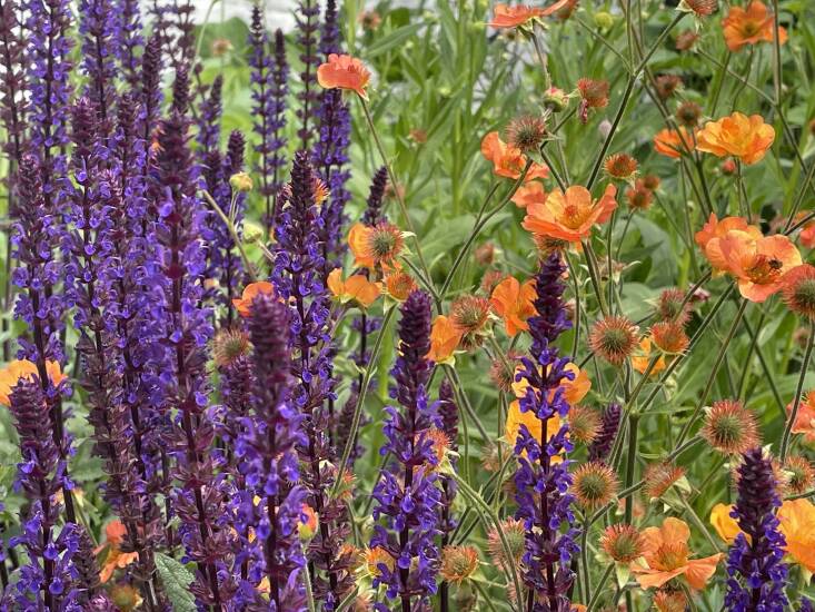 Geum are beloved for their versatility and ease of pairing. Gould used ‘Totally Tangerine’ with Salvia nemerosa ‘Caradonna’ (above) for a complementary scheme of orange and deep blue-purple. “The combination is strong and vibrant,” she says, noting that both plants flower for a long time and are very easy to care for in a sunny spot.
