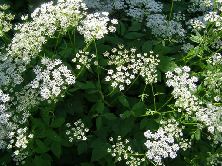 Goutweed\2\17;s pretty umbel flowers belie its evil, aggressive roots. Photograph by Melinda Young Stuart via Flickr.