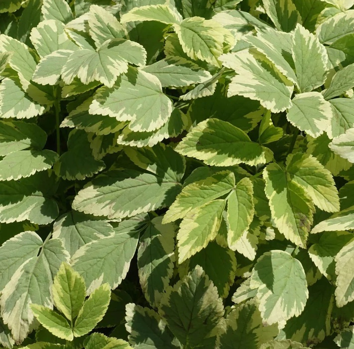 Goutweed is still sold at nurseries. We found this Bishop\2\17;s Weed at Wholesale Nursery Co. for \$90 for \100 plants. This variegated version is less of a bully, but it can turn all green and become more aggressive.