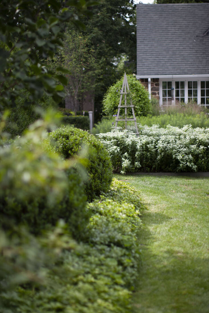 An entire bed of mountain mint looks right at home with traditional turf grass, clipped boxwood, and pachysandra.