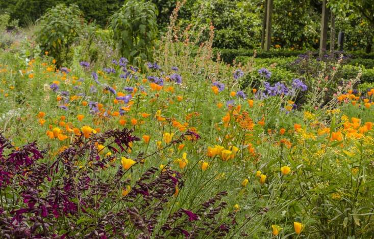The insectary garden at Lotusland was designed and installed by garden designer Eric Nagelmann and Corey Welles, Manager of Sustainability at Lotusland. Photograph courtesy of Lotusland.
