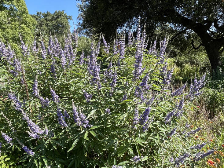 Vitex is a key player in the insectary at Lotusland. Photograph courtesy of Lotusland.
