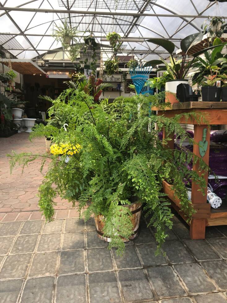 Mother fern thrives indoors as well. Photograph via Gardeners Market.