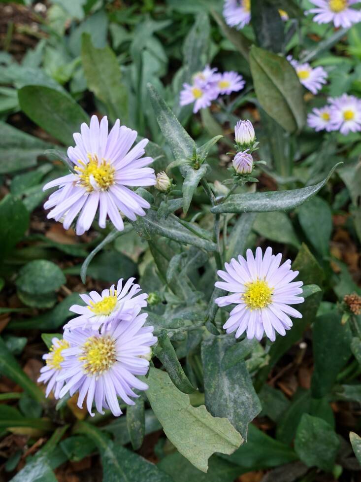 Asters are susceptible to powdery mildew. Photograph by Scott Nelson via Flickr.