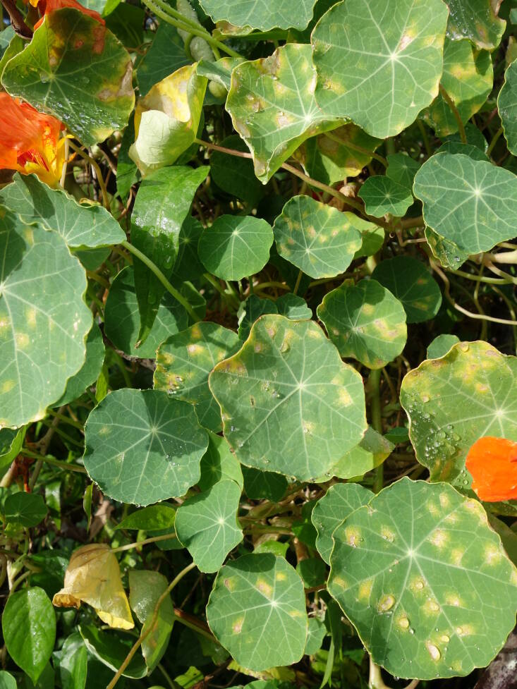Nasturtium leaves turning yellow and withering because of powdery mildew. Photograph by Scott Nelson via Flickr.
