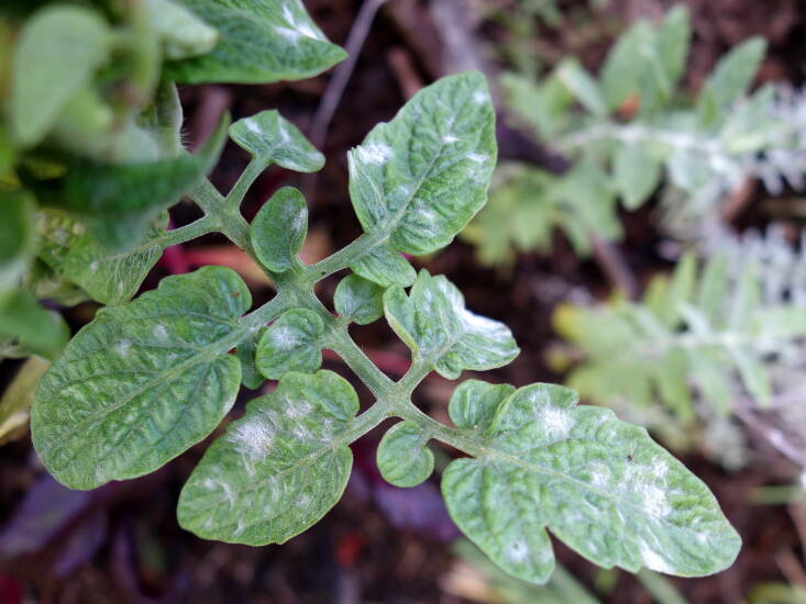 Powdery mildew on a tomato plant. Photograph by Scott Nelson via Flickr, from Got Powdery Mildew in Your Garden? How to Identify and Eradicate It.