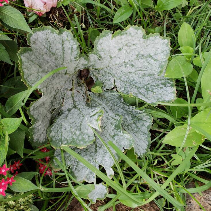 Powdery mildew on a zucchini plant. Photograph by Scott Nelson via Flickr.