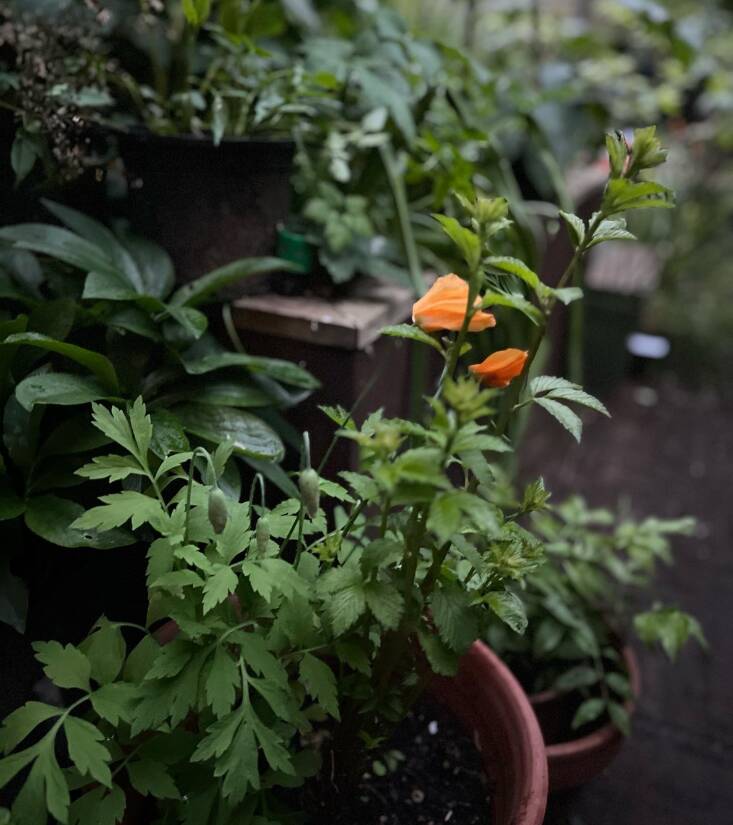 Papaver cambrica (Welsh poppy) ready to unfurl.