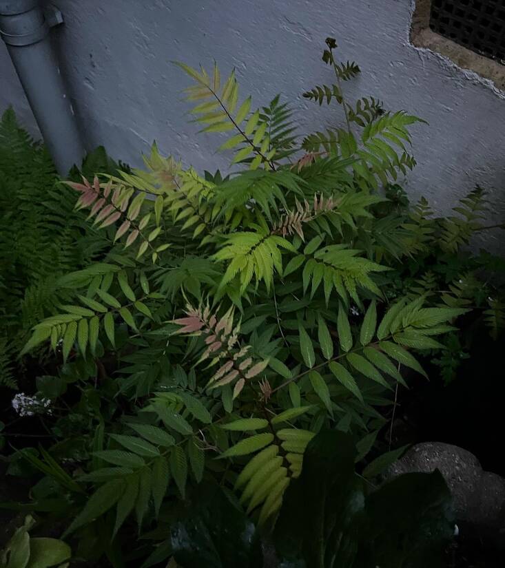 False spirea does well in partial shade.