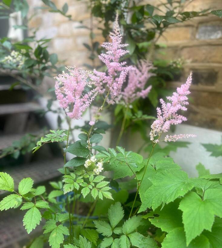 Astilbe offers some color in a shade garden.