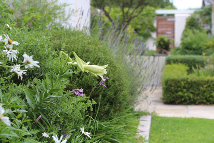 Garden Visit: Julie's Soothing Green and White Palette in Cape Town - Gardenista