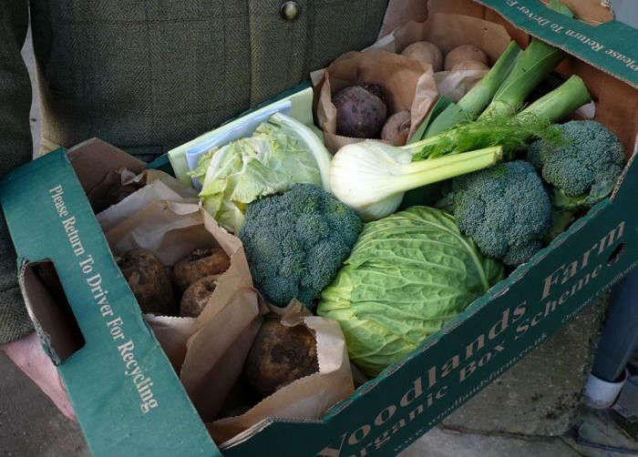 Gardening 101: Broccoli - Gardenista