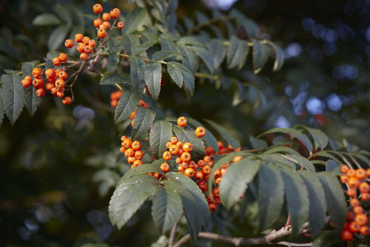Gardening 101: Sorbus - Gardenista