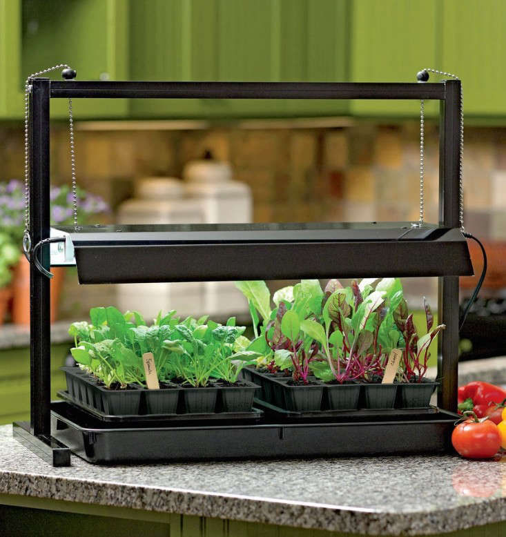10 Easy Pieces: Grow Lights for Indoor Plants - Gardenista Web Story -  Gardenista