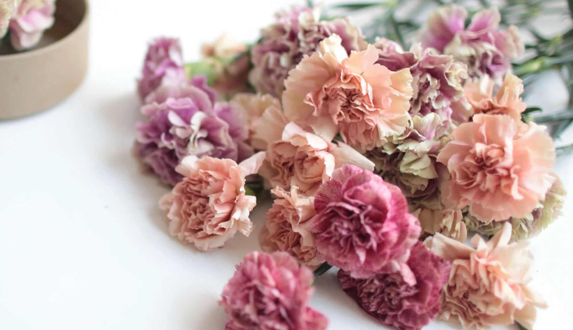 Carnations: Rethinking a Supermarket Flower - Gardenista
