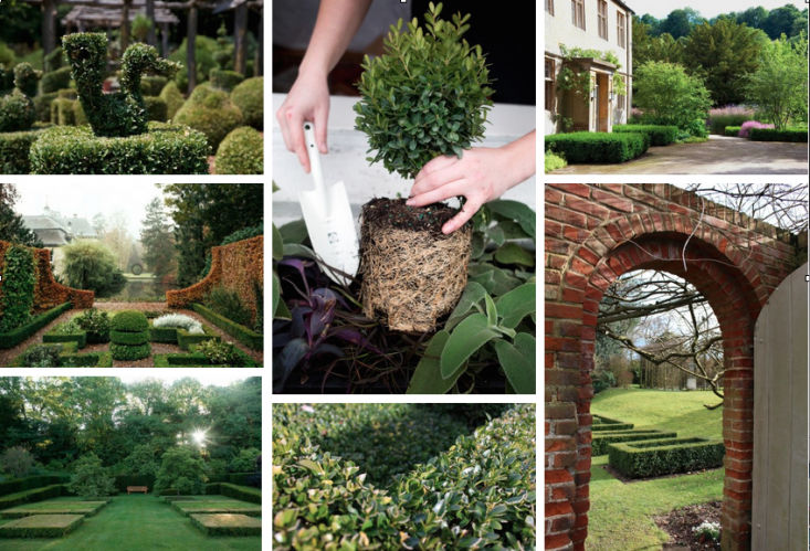 Gardening 101: Boxwood - Gardenista