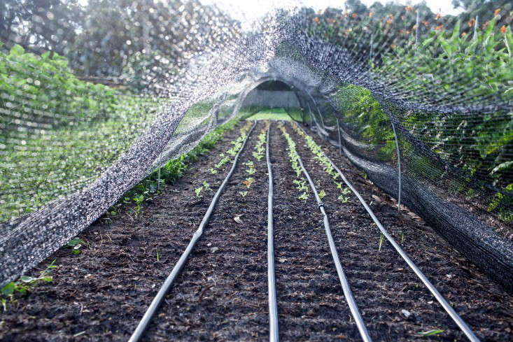 Hardscaping 101: Drip Irrigation - Gardenista