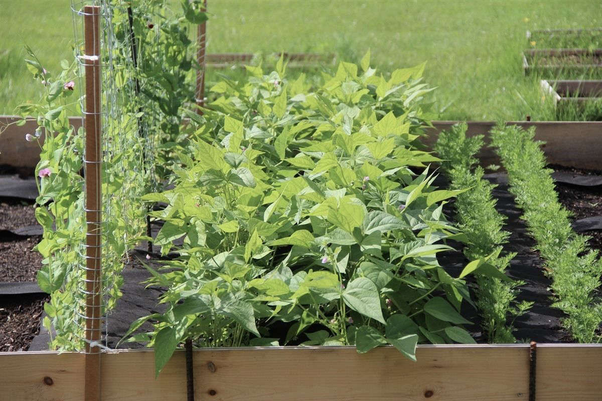 Magic Carpets Instant Edible Gardens with Rollout Seedsheets