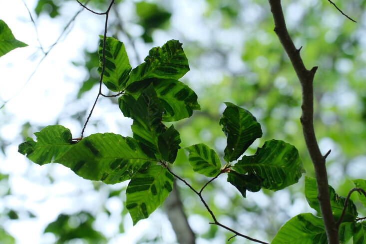 You won&#8217;t be able to see the worm that causes beech leaf disease as it is microscopic. Instead, look for symptoms, including dark stripes on leaves, an early sign of the disease. Photograph by Matt Borden via Flickr.