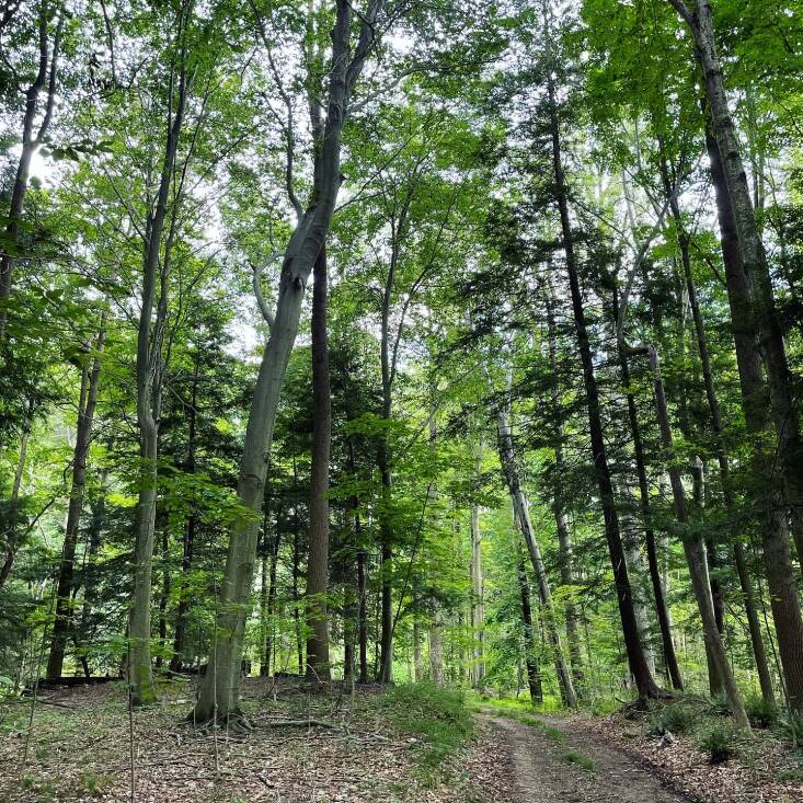 Beech trees are important to Northeastern forests. Photograph by Matt Borden via Flickr.