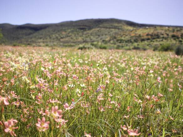 Have Flowers, Will Travel: South Africa’s Superblooms