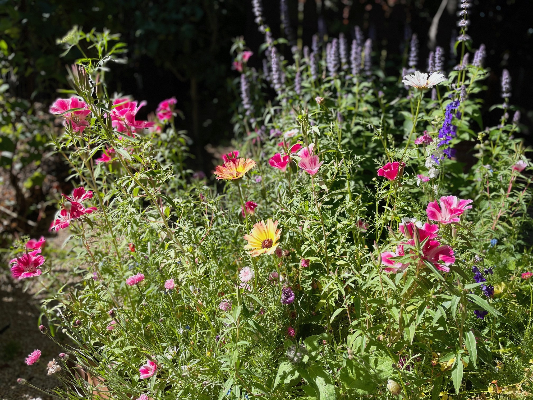How to Grow this Annual Wildflower