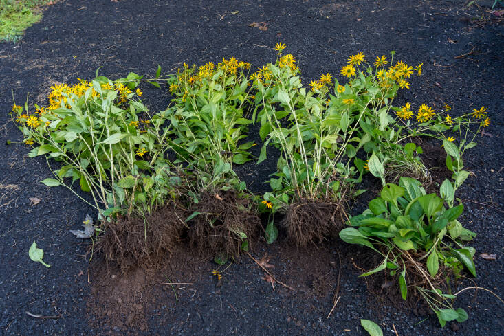 Dividing black-eyed Susans, and most of the aster family for that matter, is pretty simple.