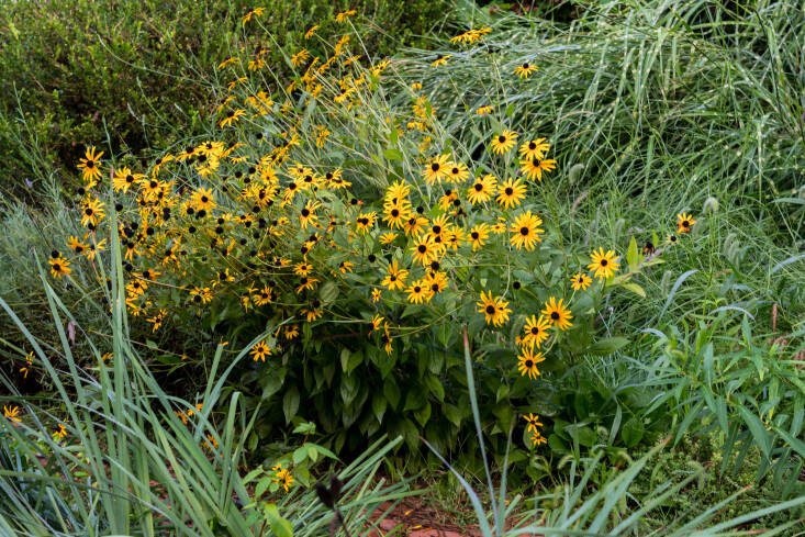 Don&#8217;t apply store-bought fertilizer to your perennials in the fall; this can bring them out of dormancy too early. Photograph by Joy Yagid, from Time to Thin Out the Garden? How to Divide (and Multiply) Popular Perennials.