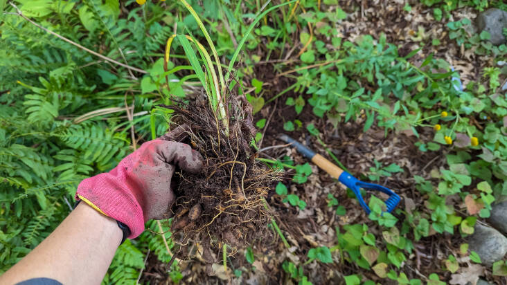 Indestructible daylilies can be divided by hand.