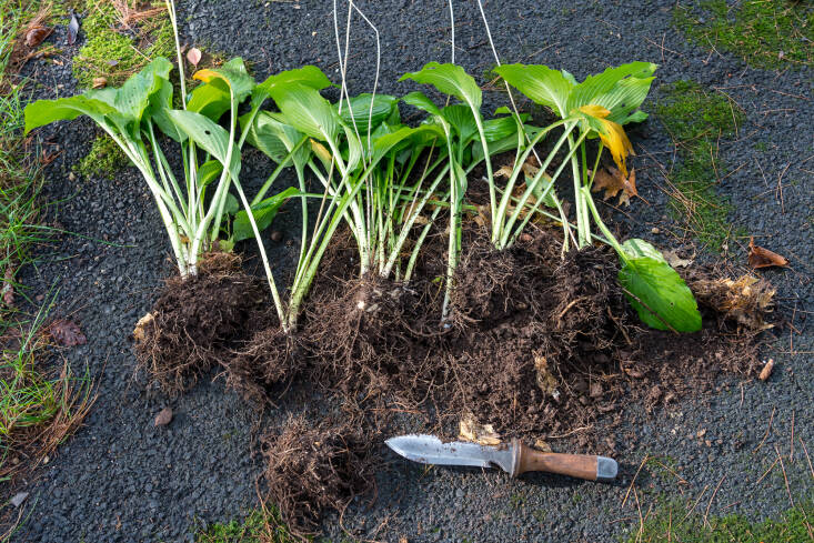 Hostas are easy to divide and very forgiving of the process.
