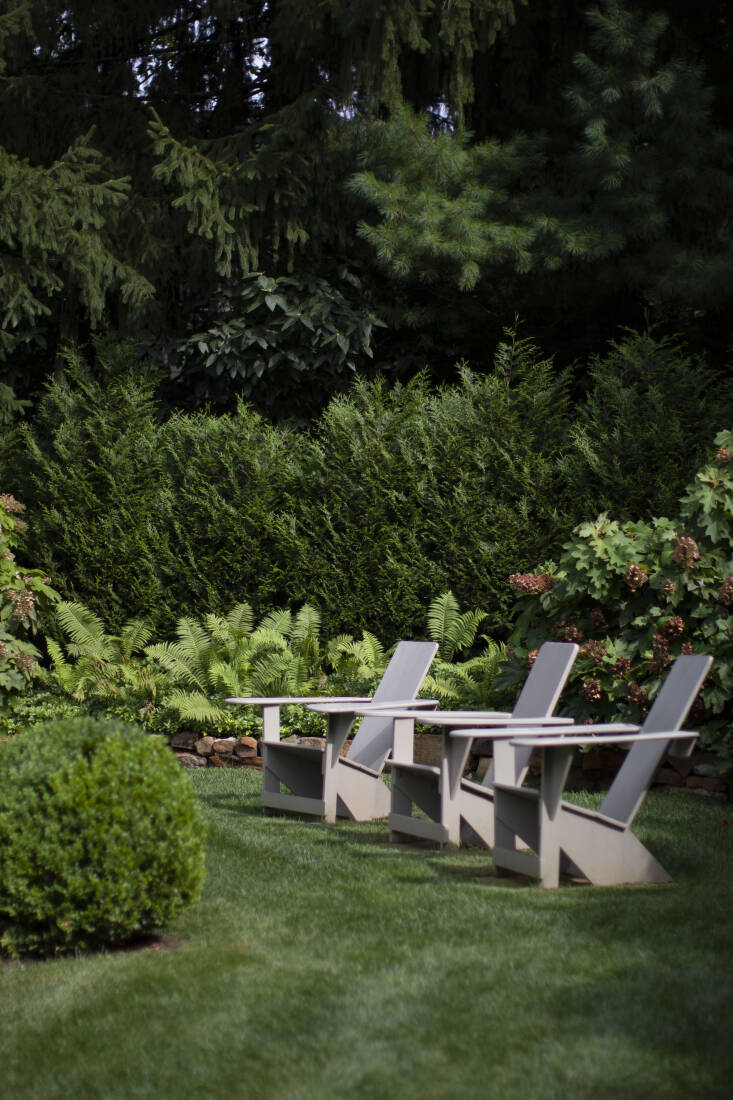 American arborvitae, native to eastern North America, acts as a green fence in Peterson\2\17;s yard.