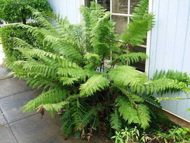 A giant chain fern creates partial privacy here for a window. Photograph via Brian&#8217;s Botanicals.