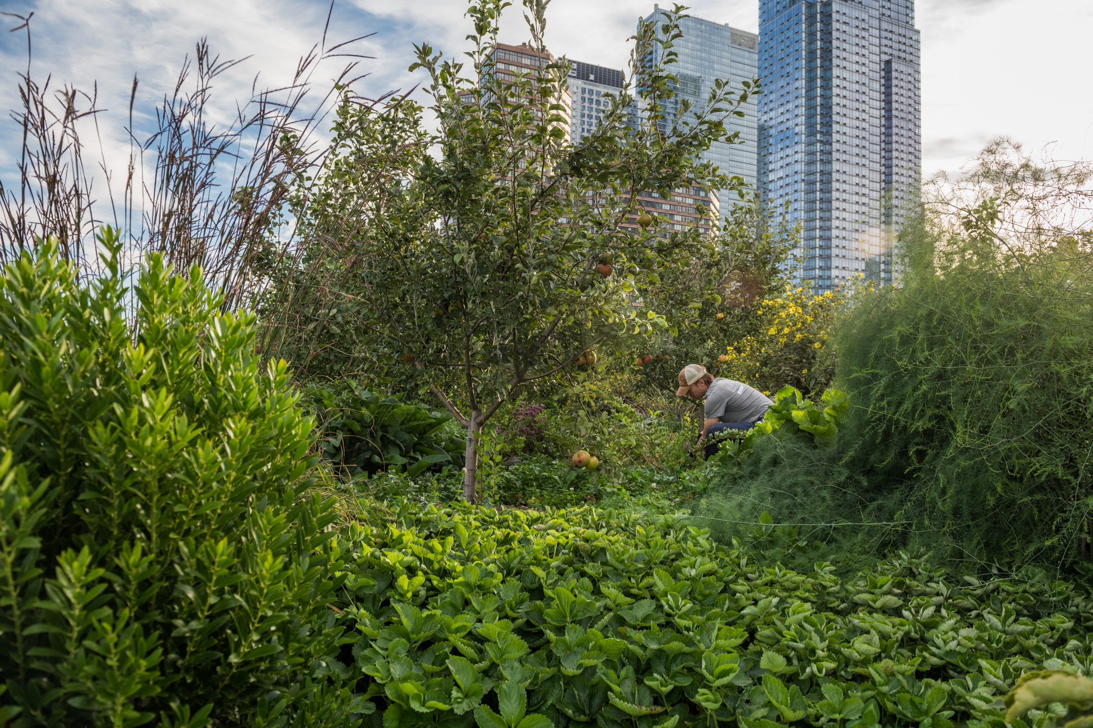 The Farm at the Javits Center: A Visit to the Rooftop Farm in