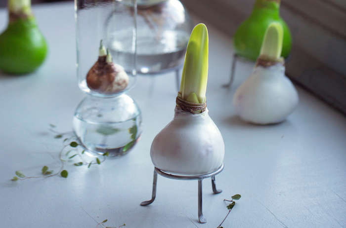 Gardenista Giveaway: Waxed Amaryllis Bulbs for the Holidays - Gardenista
