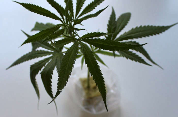 The Marijuana Plant and Me: Part 1 - Gardenista