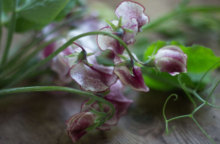 Best Seeds 2016: New Cutting Flowers from Floret Seeds - Gardenista