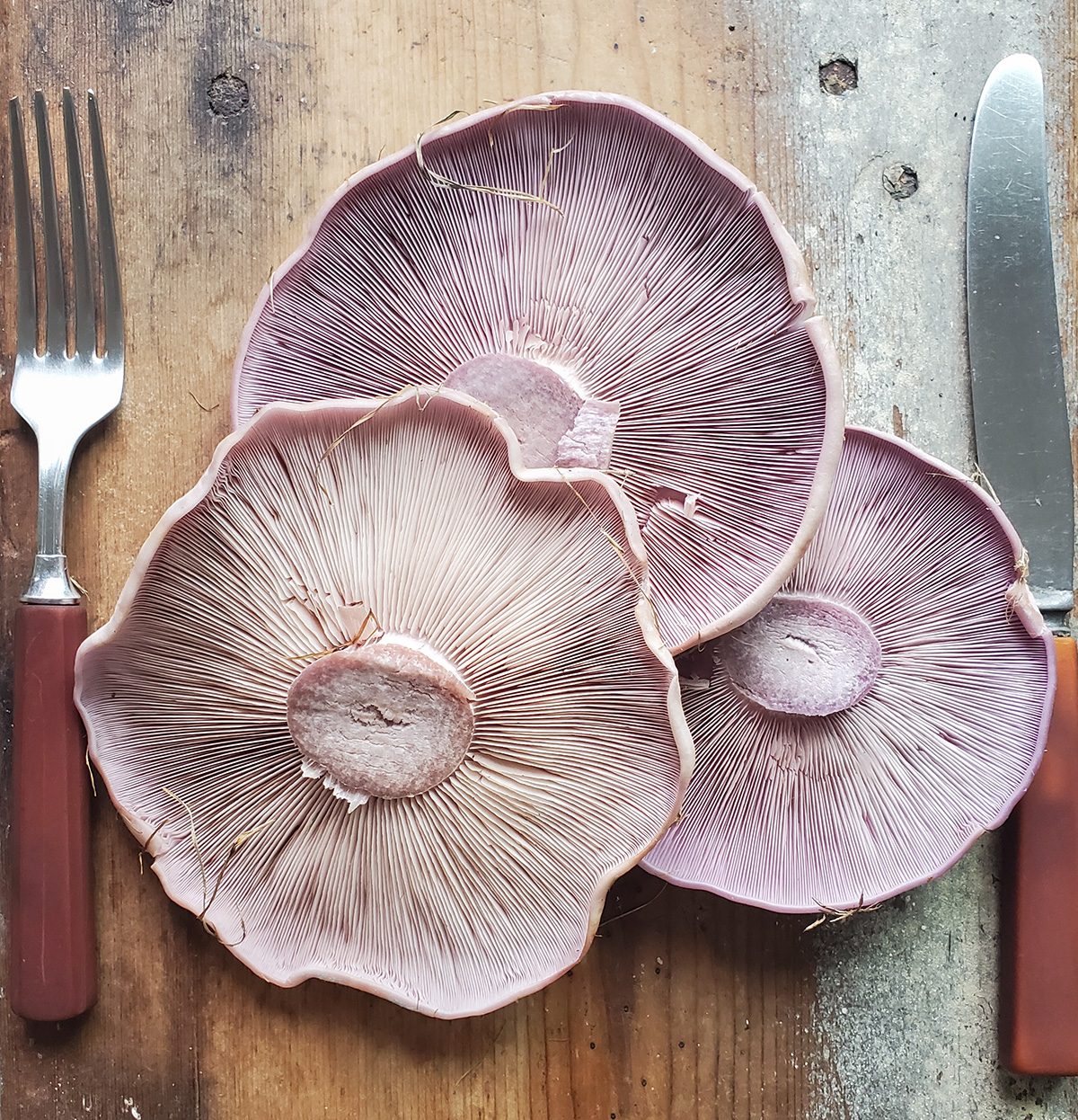 Foraging for Blewits, An Autumn and Winter Mushroom
