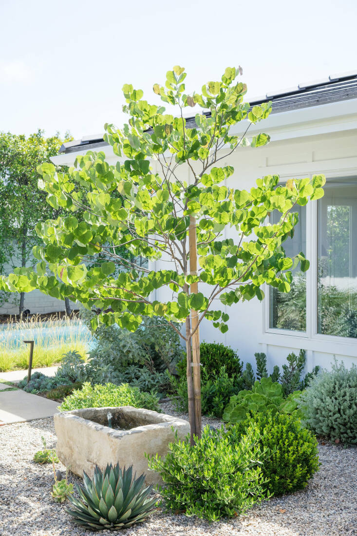 An eastern redbud is planted next to an upcycled trough fountain that Wood imports from Indonesia. Wood always plants around her fountains because historically plants would spring up near wells or fountains. “A fountain coming out of the gravel with no plants around, would just seem like it fell from outer space,” says Wood.